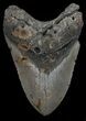 Bargain, Megalodon Tooth - North Carolina #67313-1